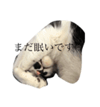 アンヘルちょびこまめ（個別スタンプ：7）