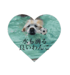 アンヘルちょびこまめ（個別スタンプ：12）