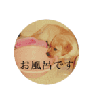 アンヘルちょびこまめ（個別スタンプ：13）