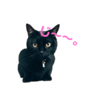 くろねこのマルク（個別スタンプ：1）