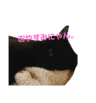 くろねこのマルク（個別スタンプ：3）