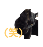 くろねこのマルク（個別スタンプ：7）