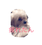 アイラビュ（個別スタンプ：2）