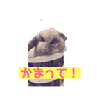 アイラビュ（個別スタンプ：5）