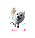 りゅう チワワ ②（個別スタンプ：1）
