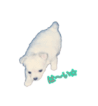 りゅう チワワ ②（個別スタンプ：3）