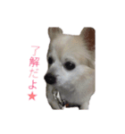 りゅう チワワ ②（個別スタンプ：7）