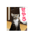 関西弁！みる姐さんの日常スタンプ（個別スタンプ：4）