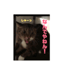 関西弁！みる姐さんの日常スタンプ（個別スタンプ：6）