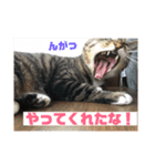 関西弁！みる姐さんの日常スタンプ（個別スタンプ：15）