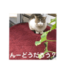 至極のスタンプ2（個別スタンプ：3）