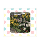 花 一月（個別スタンプ：6）