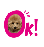 ぽんすの日常（個別スタンプ：2）