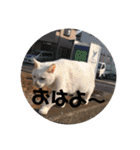 にゃんこ大集合！！（個別スタンプ：4）