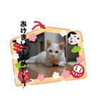 にゃんこ大集合！！（個別スタンプ：5）