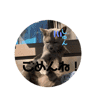 にゃんこ大集合！！（個別スタンプ：7）