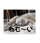 にゃんこ大集合！！（個別スタンプ：10）