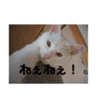 にゃんこ大集合！！（個別スタンプ：11）