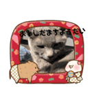 にゃんこ大集合！！（個別スタンプ：12）