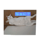 にゃんこ大集合！！（個別スタンプ：13）