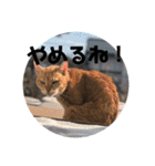 にゃんこ大集合！！（個別スタンプ：15）