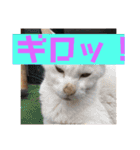 にゃんこ大集合！！（個別スタンプ：17）