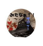 にゃんこ大集合！！（個別スタンプ：21）