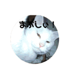 にゃんこ大集合！！（個別スタンプ：23）