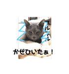 にゃんこ大集合！！（個別スタンプ：28）