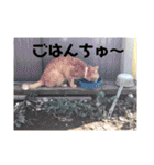 にゃんこ大集合！！（個別スタンプ：32）
