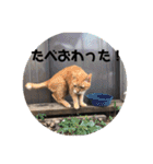 にゃんこ大集合！！（個別スタンプ：33）