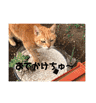 にゃんこ大集合！！（個別スタンプ：35）