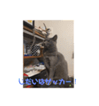 にゃんこ大集合！！（個別スタンプ：37）
