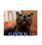 にゃんこ大集合！！（個別スタンプ：38）