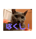 にゃんこ大集合！！（個別スタンプ：39）