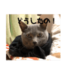 にゃんこ大集合！！（個別スタンプ：40）