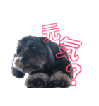 くりすたんぷ(1)（個別スタンプ：6）