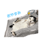 ちよちゃんとなかまたち（個別スタンプ：5）