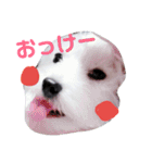 ウエスティのドルちゃん（個別スタンプ：2）