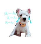 ウエスティのドルちゃん（個別スタンプ：3）