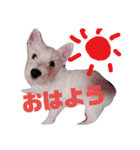 ウエスティのドルちゃん（個別スタンプ：13）