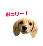 シューとミーとモー（個別スタンプ：1）
