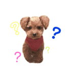 シューとミーとモー（個別スタンプ：2）