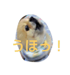 空ちゃんとの日々よ（個別スタンプ：3）