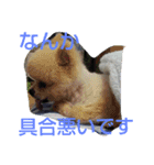空ちゃんとの日々よ（個別スタンプ：5）