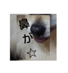空ちゃんとの日々よ（個別スタンプ：7）