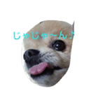 空ちゃんとの日々よ（個別スタンプ：16）
