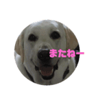 白いラブラドールのラブ（個別スタンプ：1）