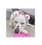 白いラブラドールのラブ（個別スタンプ：3）