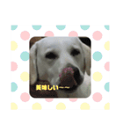 白いラブラドールのラブ（個別スタンプ：5）